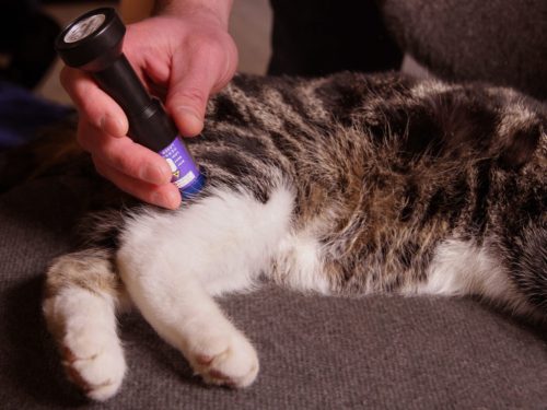 Personal Laser L400 zachtlaserapparaat