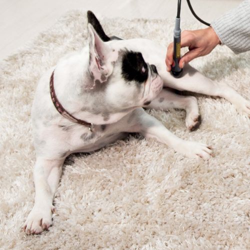 LaserVet 3.0 veterinaire laser