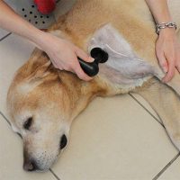 Veterinaire TECAR-therapie