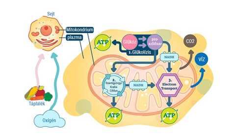 Mitochondriale gezondheid – wat is dat?